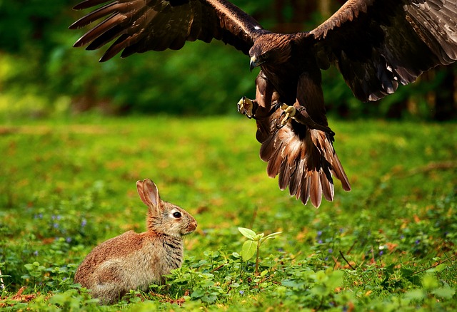 dravý pták nad králíkem